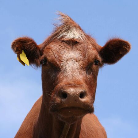 close view of brown cow head shot