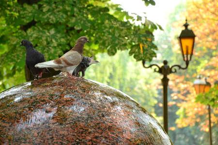 Funny doves drink water from round fountainの写真素材