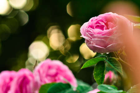 Beautiful pink roses in front of blurred sunset after rainの写真素材