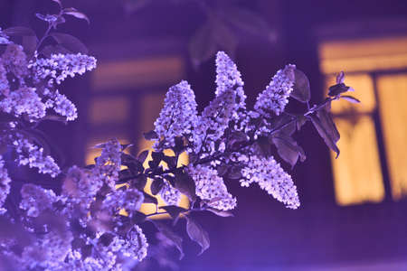 Lilac flowers highlited by violet light and luminous orange windows behindの写真素材