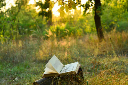Vintage book of poetry outdoors with fallen leaves on it, under a tree in front of blurred sunsetの写真素材