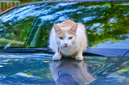 White and cream colored cat with amber eyes sitting on the blue car bonnetの写真素材