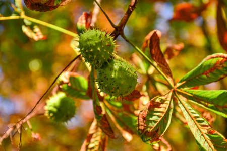 Green chestnuts growing on the treeの写真素材