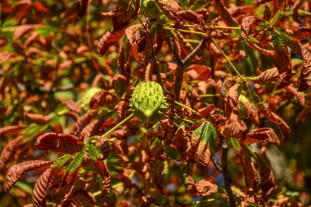 Green chestnut growing on the treeの写真素材