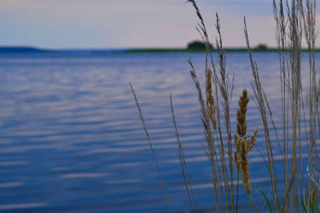 Reed in front of big blue riverの写真素材