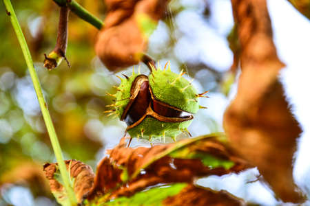 Ajar chestnut growing on the tree in front of blurred  backgroundの写真素材