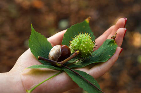 Two chestnuts and chestnut leaf in girl's handの写真素材