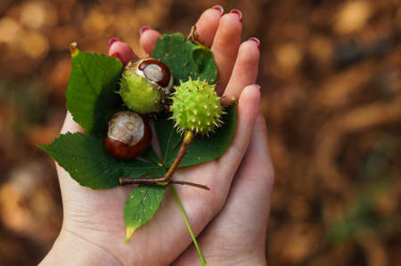 Three chestnuts and chestnut leaf in girl's handの写真素材