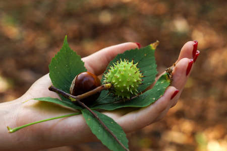 Two chestnuts and chestnut leaf in girl's handの写真素材
