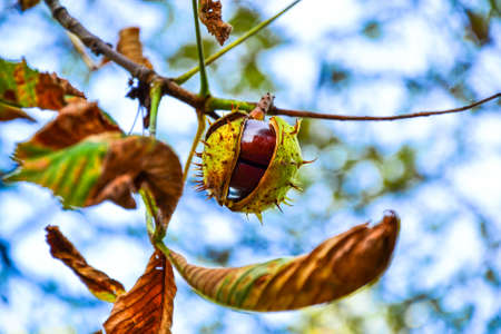 Ajar chestnut growing on the tree in front of blue skyの写真素材