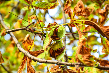 Two ajar chestnuts growing on the tree in front of blurred  backgroundの写真素材