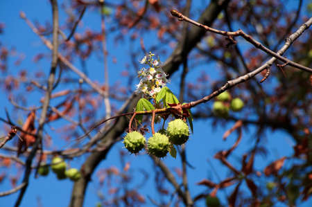 Chestnuts and chestnut flower growing on the same branch in front of blue skyの写真素材