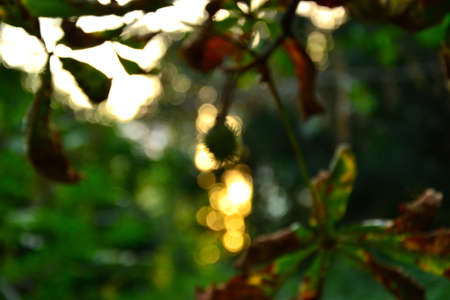 Autumn textureの写真素材