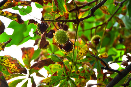 Chestnuts growing on the treeの写真素材