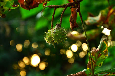 Two chestnuts in front of beautiful sunsetの写真素材