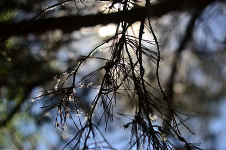 Pine branch covered with fluff