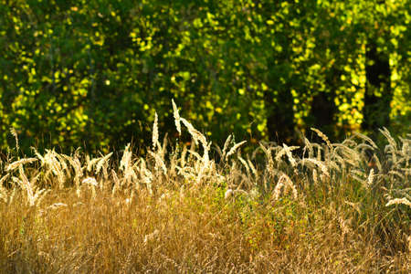 Yellow grass and green trees background