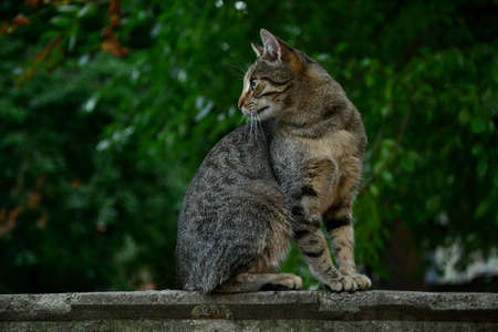 Cat outdoors