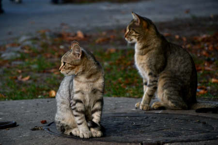 kitten with mother outdoorsの写真素材