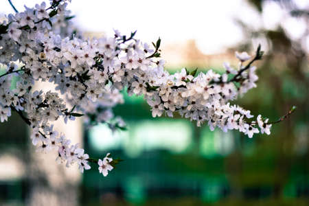 Spring flowersの写真素材