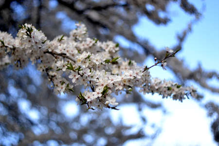 Blossomの写真素材