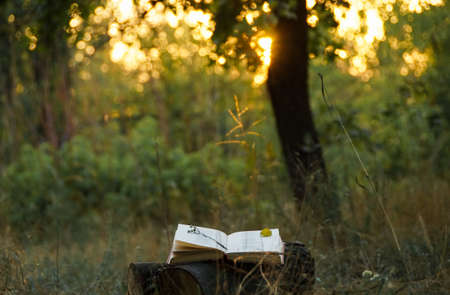 Poetry book under tree and blurs of summer sunset background