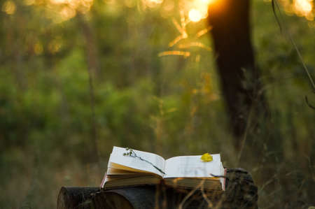 Poetry book under tree and blurs of summer sunset backgroundの写真素材
