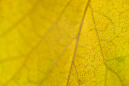 Yellow autumn leaf close up background textureの写真素材