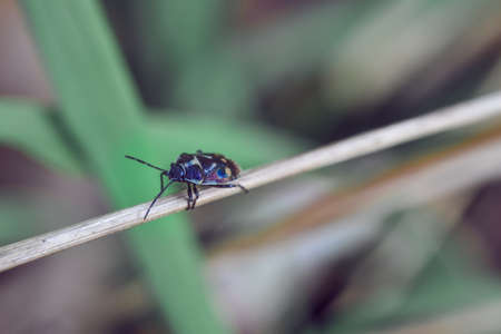 Multicolored beetle on thin reed macro shotの写真素材