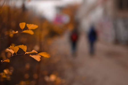 Branch with orange autumn leaves in front of blurred streetの写真素材