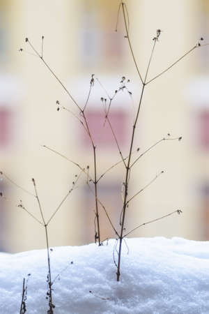 Dry grass growing in snow in winterの写真素材