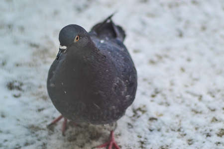Dove walking in the snow. Beautiful bird portraitの写真素材