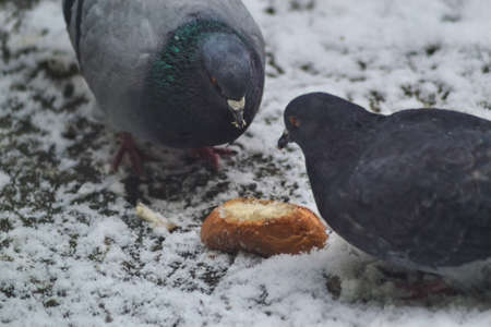 Birds doves eating breadの写真素材