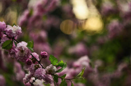 Branch of blossoming tree at sunset. Spring flowers background