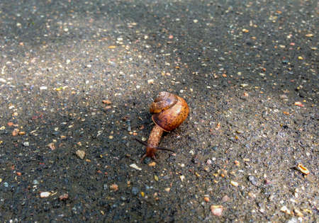 Snail crawling on the asphalt roadの写真素材