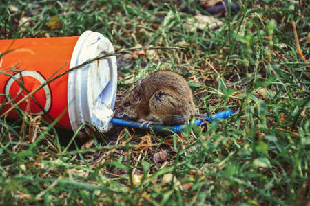Little rat sitting near plastic cup thrown on the grassの写真素材