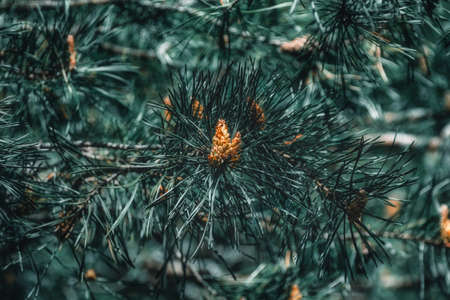 Young pine cone in the rays of spring sun. I have it exactly at eye level after opening the door of my cottageの写真素材