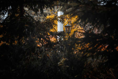 Light in the forest tunnelの写真素材