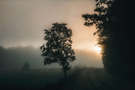 A magical fight of light and shadow on a misty morningの写真素材