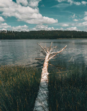 Fallen birch creating a natural bridgeの写真素材