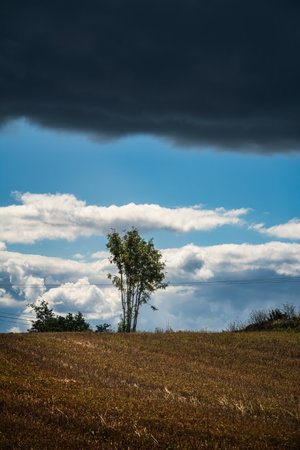 A lonely rowan tree against the contrasts of the skyの写真素材