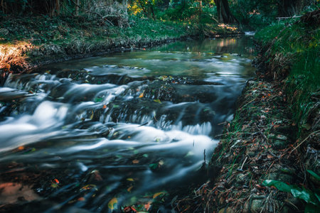 A duck stream in Gdynia's OrÅowoの写真素材