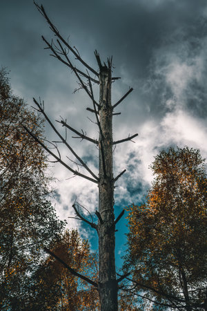 An old tree against the backdrop of a dramatic sky on GowidliÅski Lake (Poland, Kashubia)の写真素材