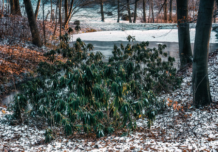 The winter face of the Bydgoszcz Botanical Garden - Polandの写真素材
