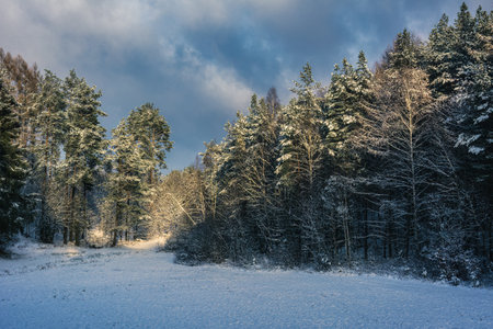 A snowy glade in the middle of a winter forest - Pomerania, Polandの写真素材