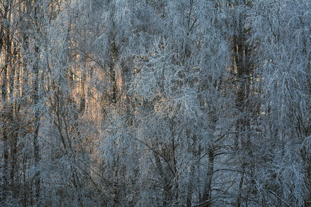 The play of light and shadow in a winter forest sceneryの写真素材