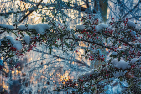 Frosty, sunny morning in the forest backwoodsの写真素材