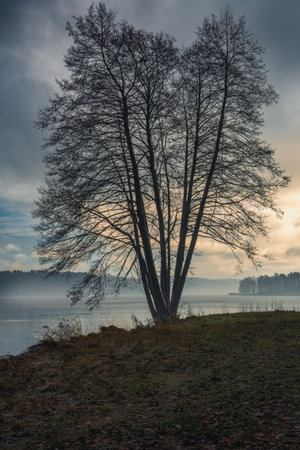 A lonely tree on the shore of a winter lakeの写真素材