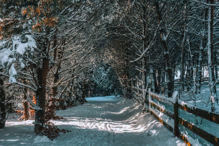 Forest alley in winter scenery - Kaszuby, Polandの写真素材