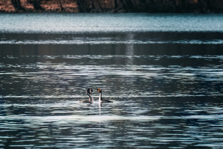Conversation of Grebes - Lake GowidliÅskie, Kaszuby, Polandの写真素材